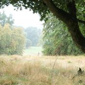 Weniger intensiv gepflegter und genutzter Bereich im Glienicker Park. © N. A. Klöhn